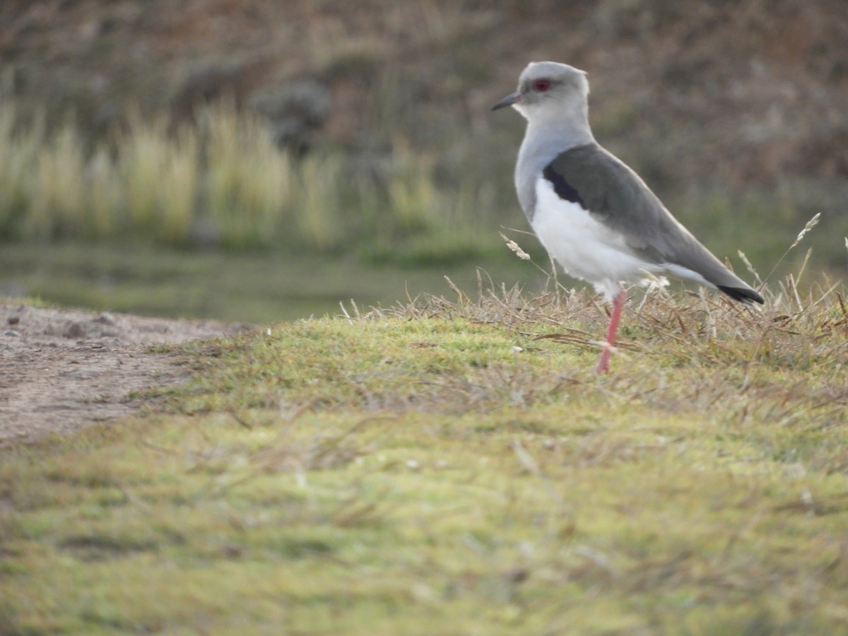 Andean Lapwing - ML346506831