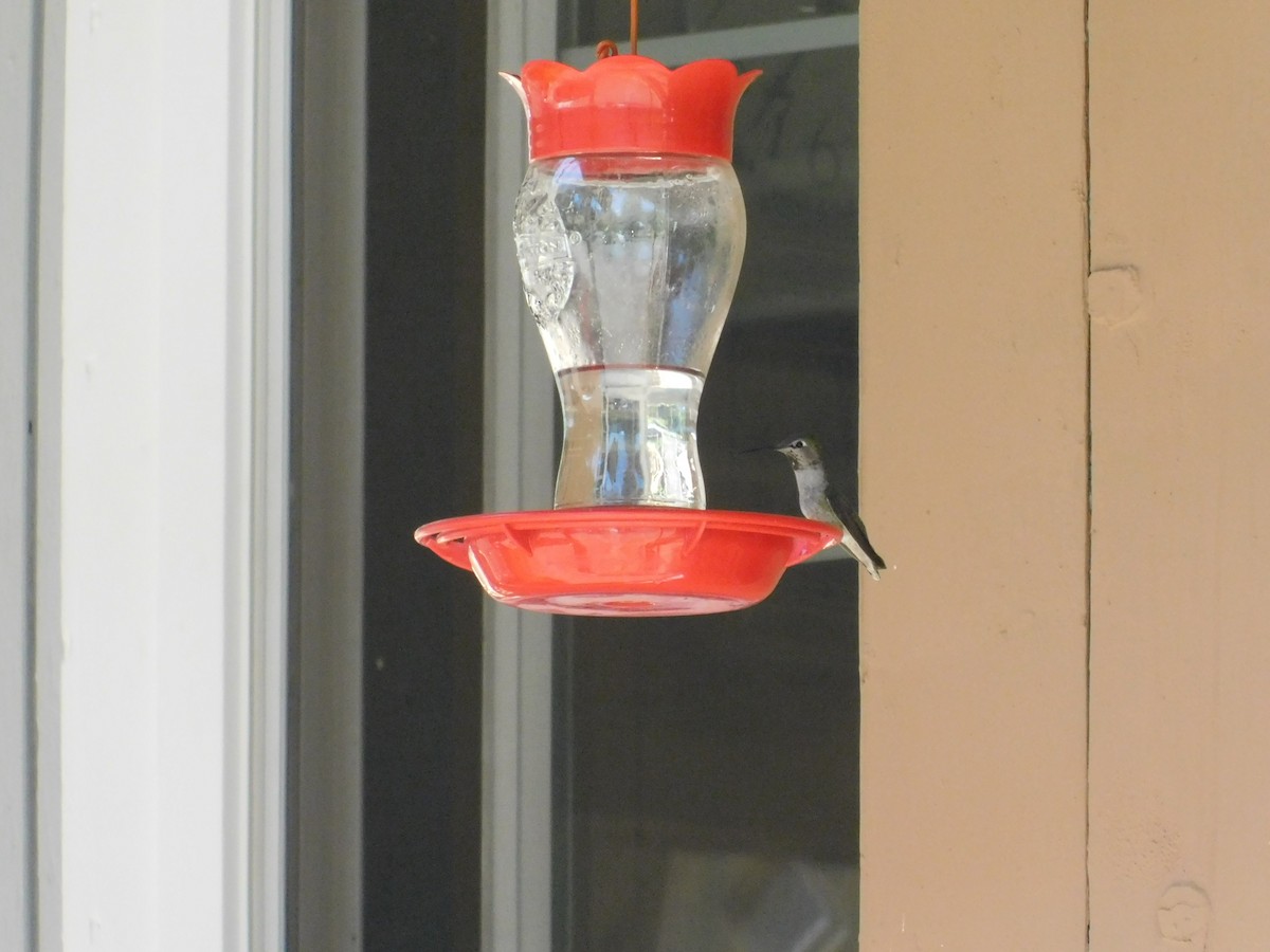 Anna's Hummingbird - ML346511211