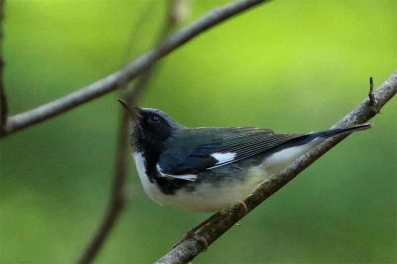 Black-throated Blue Warbler - Jean-Guy Papineau