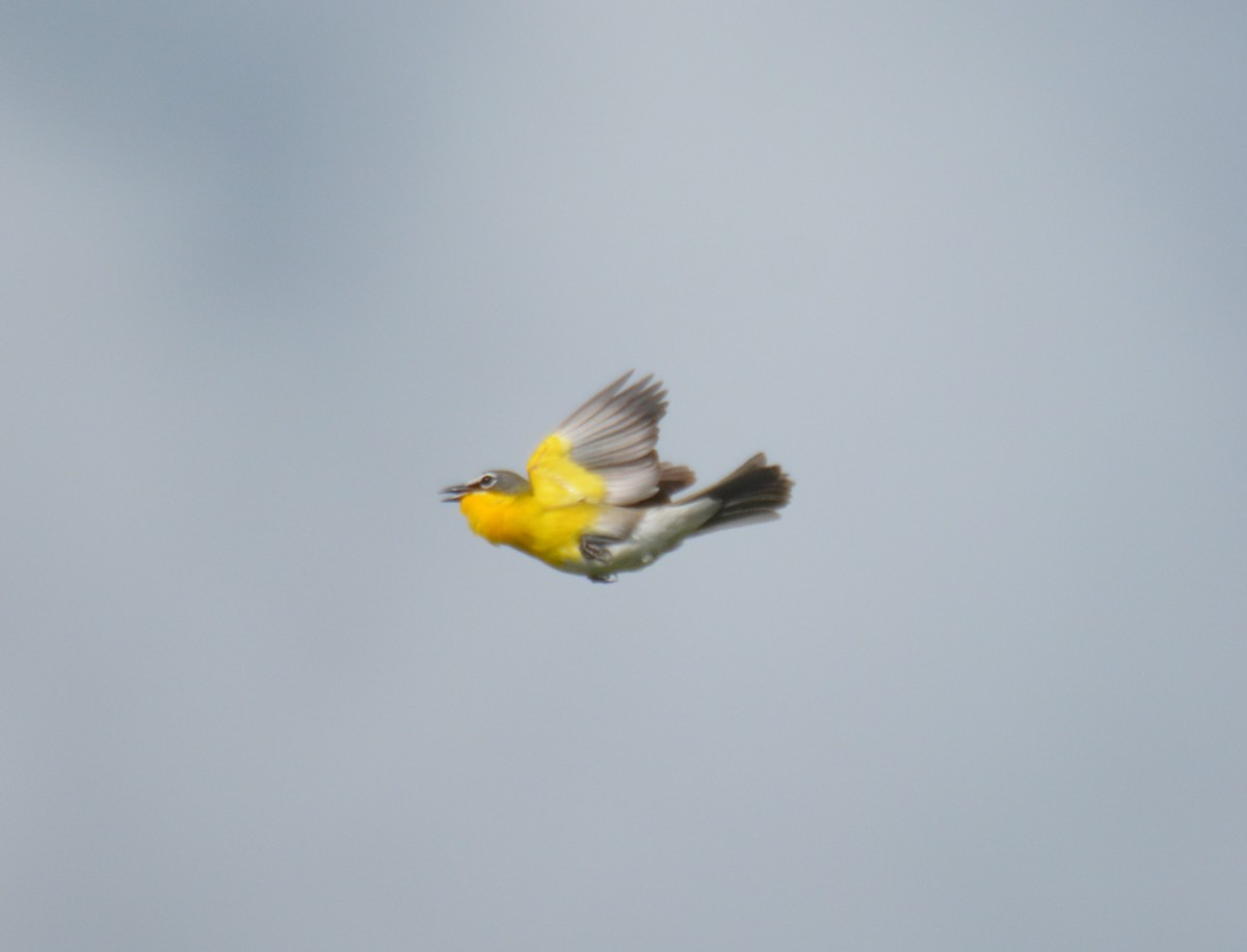 Yellow-breasted Chat - ML346526881