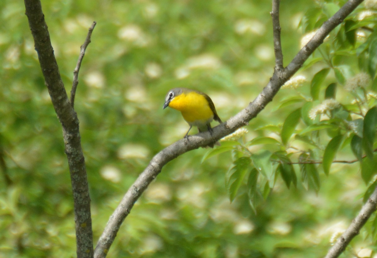 Yellow-breasted Chat - ML346526911
