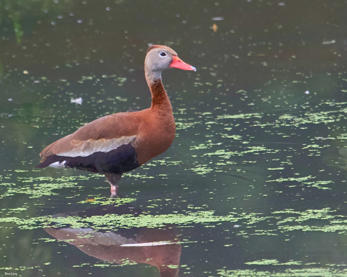 Black-bellied Whistling-Duck - Brian Lowry
