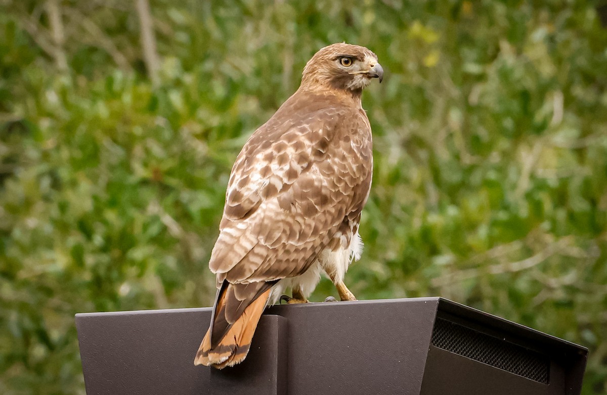 Red-tailed Hawk - ML346529171