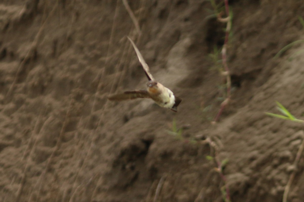 Southern Rough-winged Swallow - ML346529541