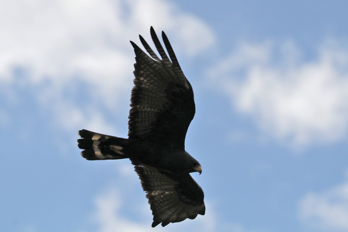 Zone-tailed Hawk - ML346530121