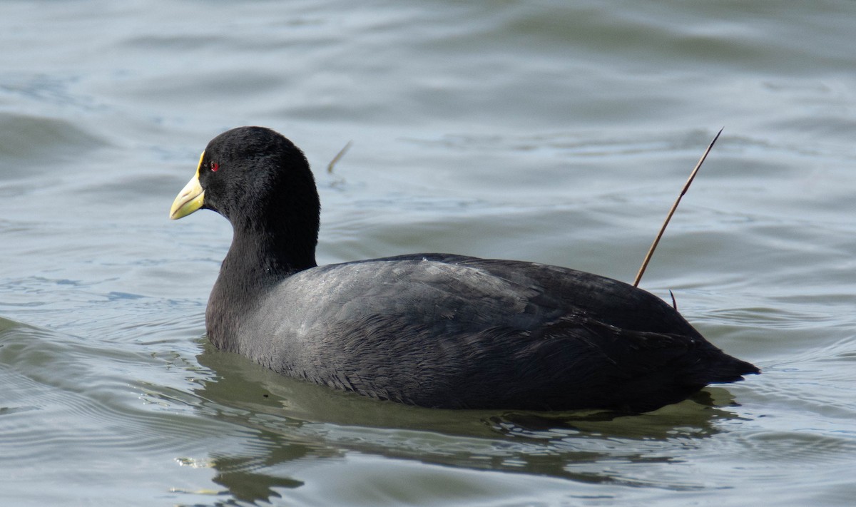 White-winged Coot - Diego Villagran
