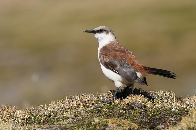 White-bellied Cinclodes - ML34653731