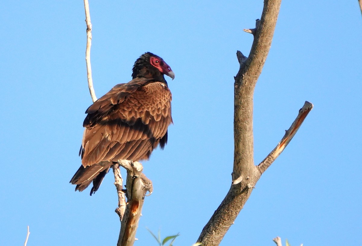Turkey Vulture - Jack Maynard