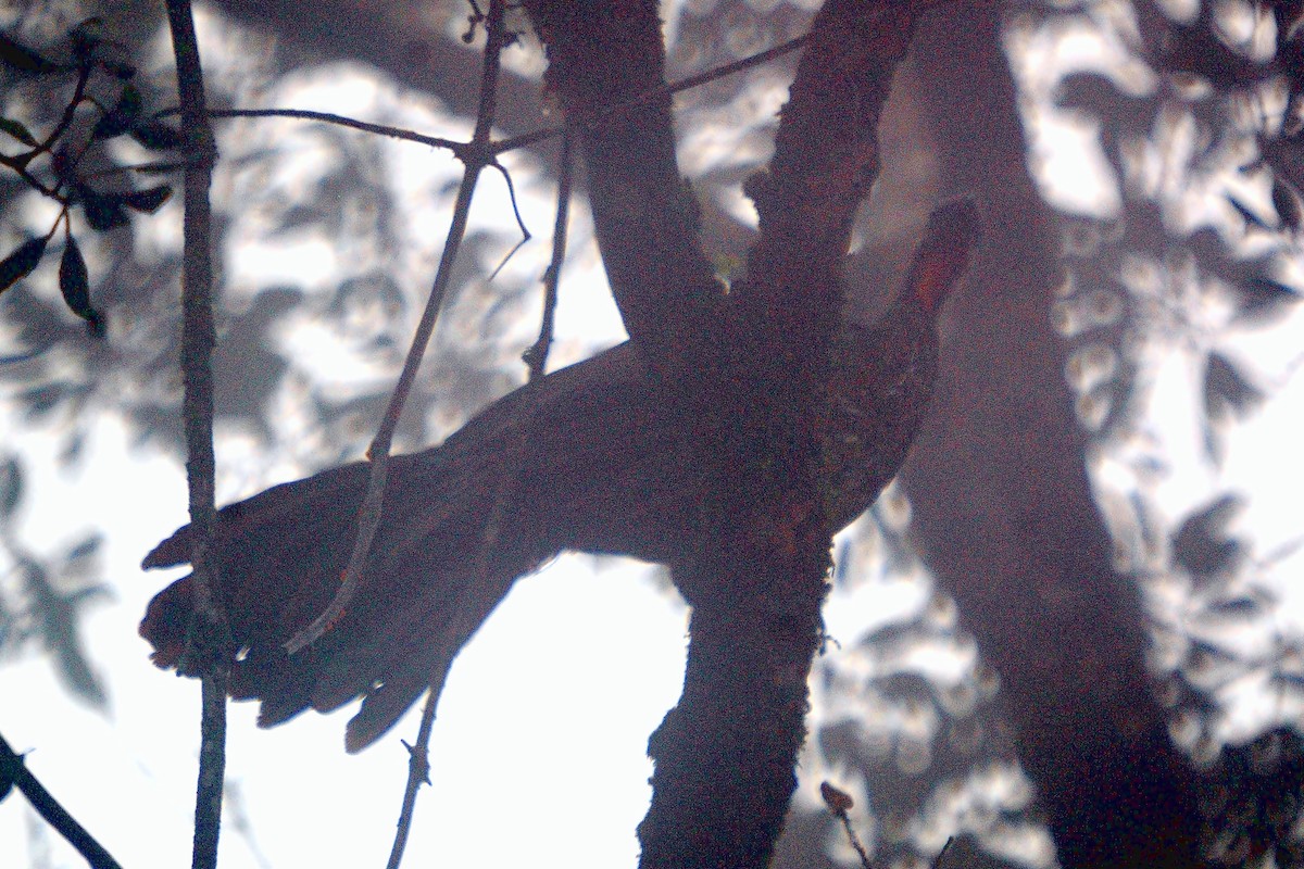 Band-tailed Guan - Juan Escudero