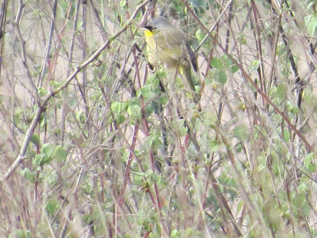 Gray-crowned Yellowthroat - Teresa Connell
