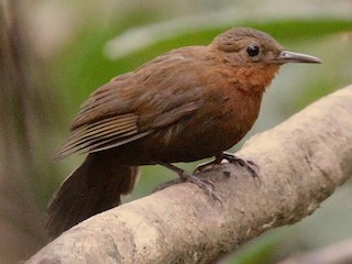 นกเต็มวัย (Guianan) - Hideko Helena Okita - ML346547601