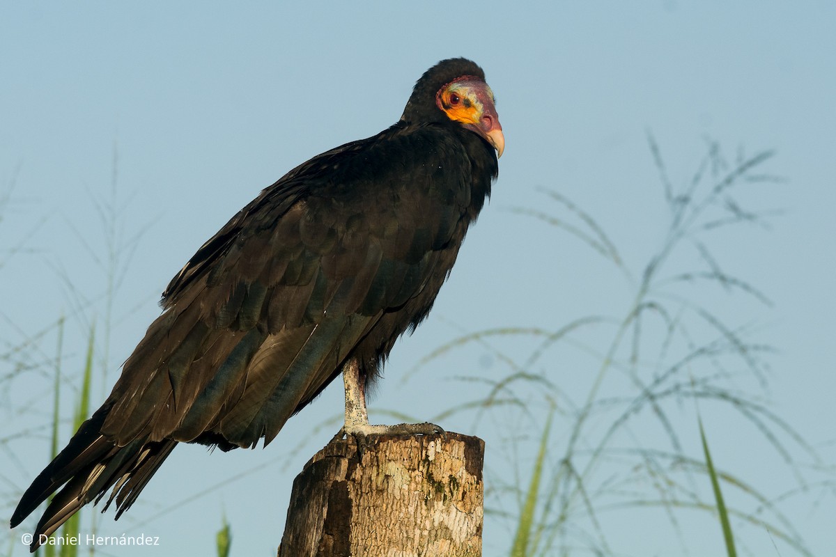 Lesser Yellow-headed Vulture - ML346548171