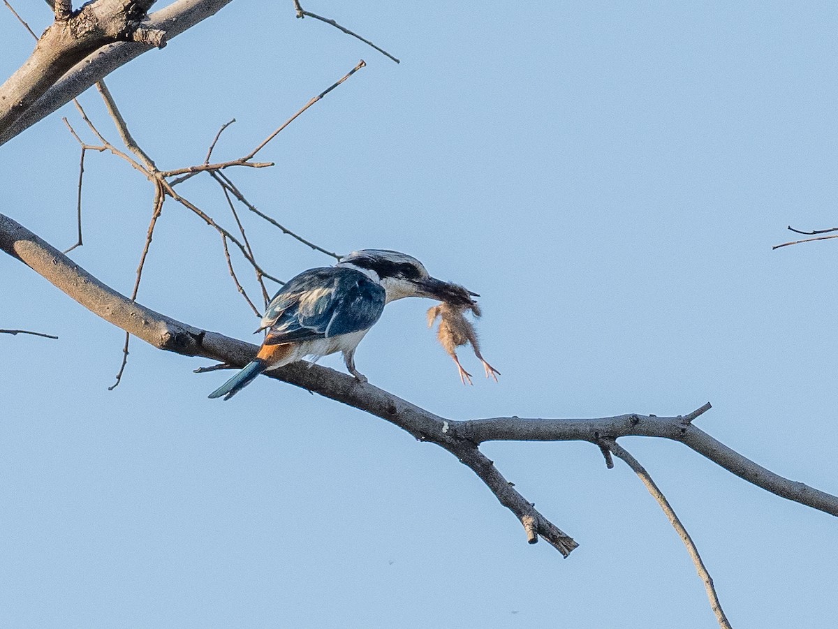 Red-backed Kingfisher - ML346553541