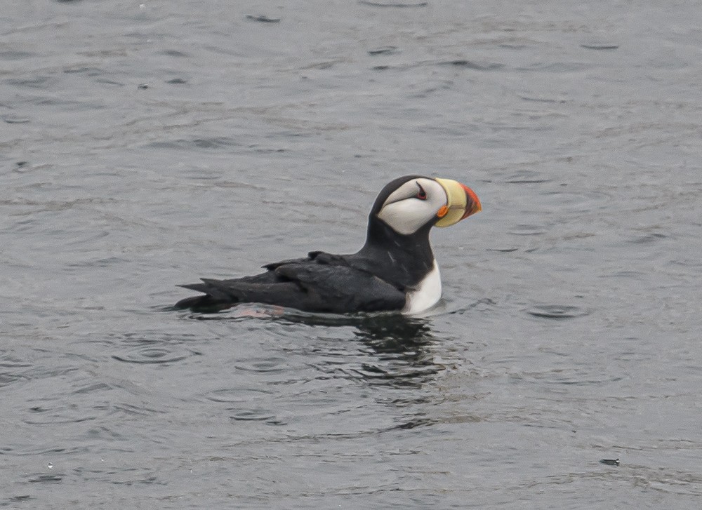Horned Puffin - ML346557501