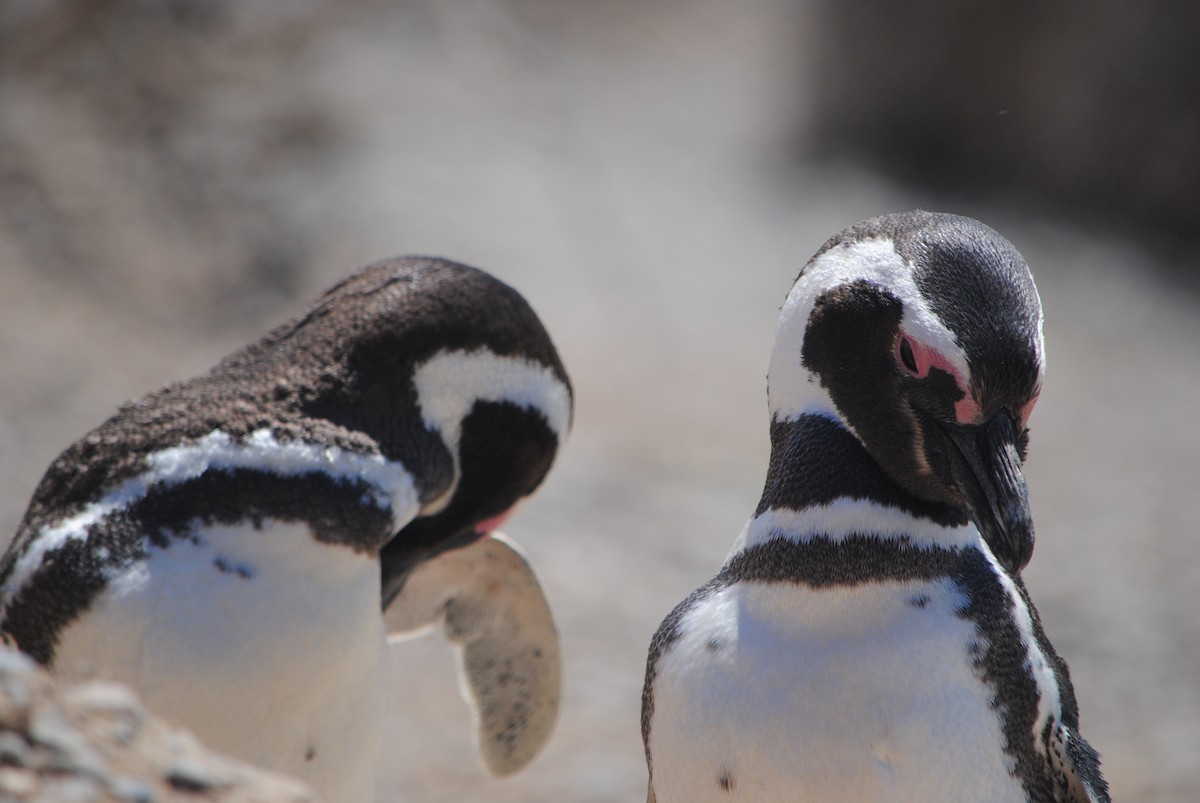 Magellanic Penguin - Diego perez