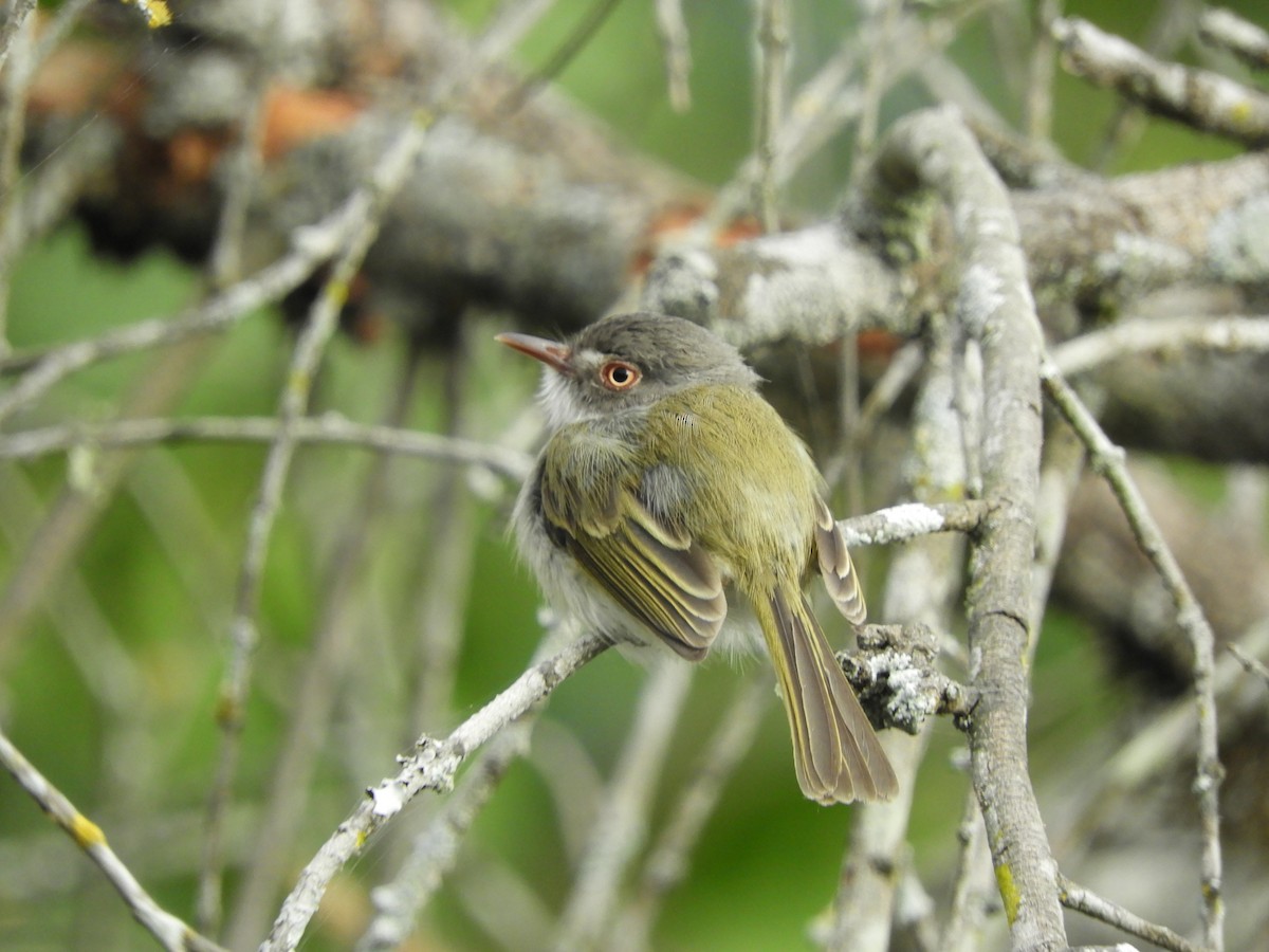 Pearly-vented Tody-Tyrant - ML346568631