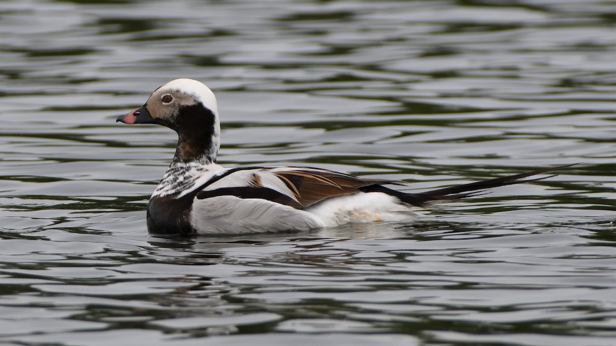 Long-tailed Duck - ML346583521