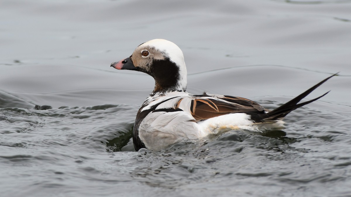 Long-tailed Duck - ML346583531