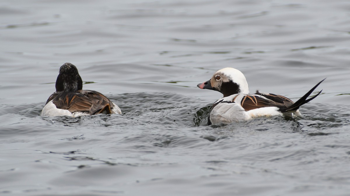 Long-tailed Duck - ML346583551