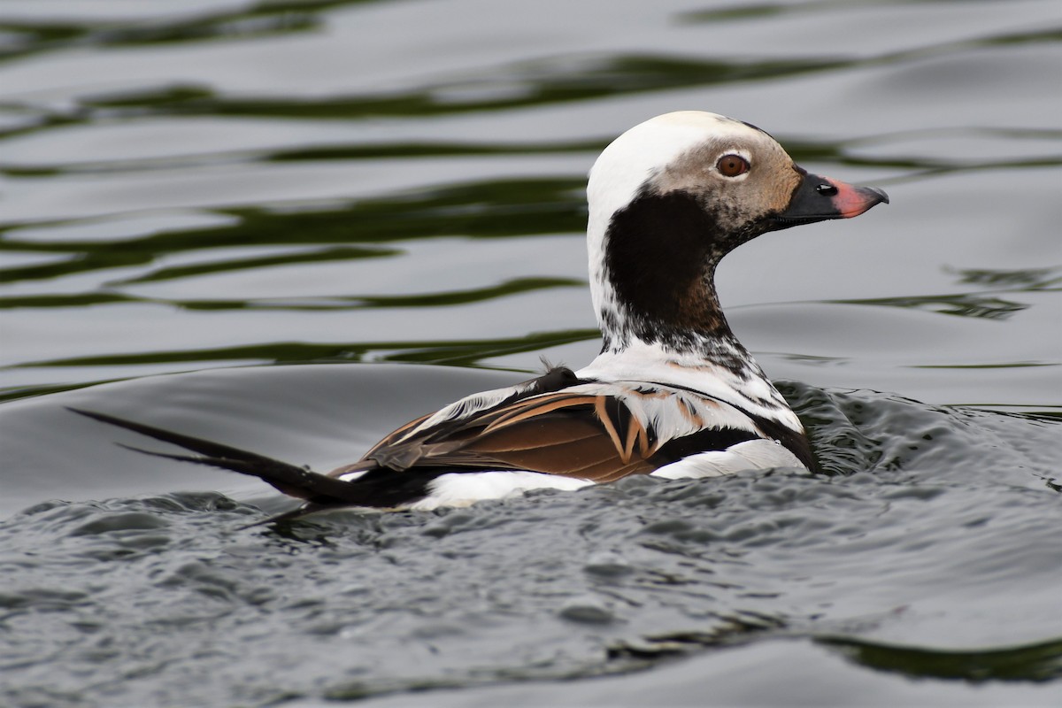 Long-tailed Duck - ML346583571