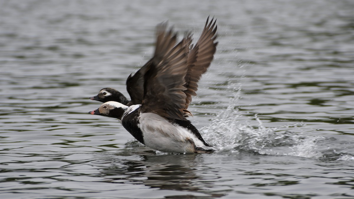 Long-tailed Duck - Timothy Piranian
