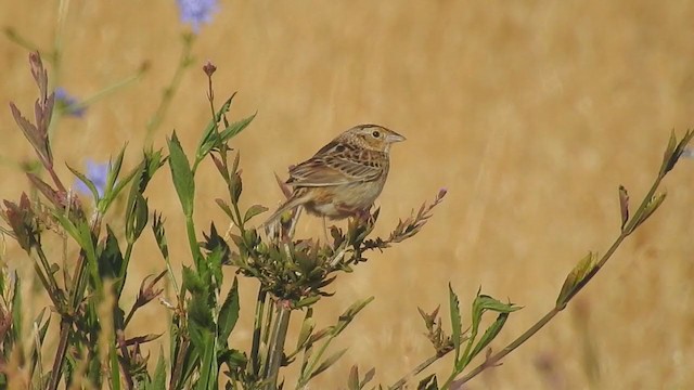Grasshopper Sparrow - ML346596331