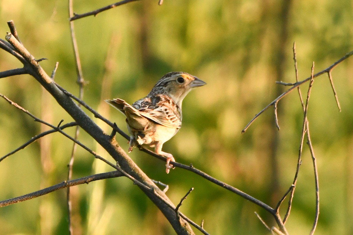 Grasshopper Sparrow - ML346604081