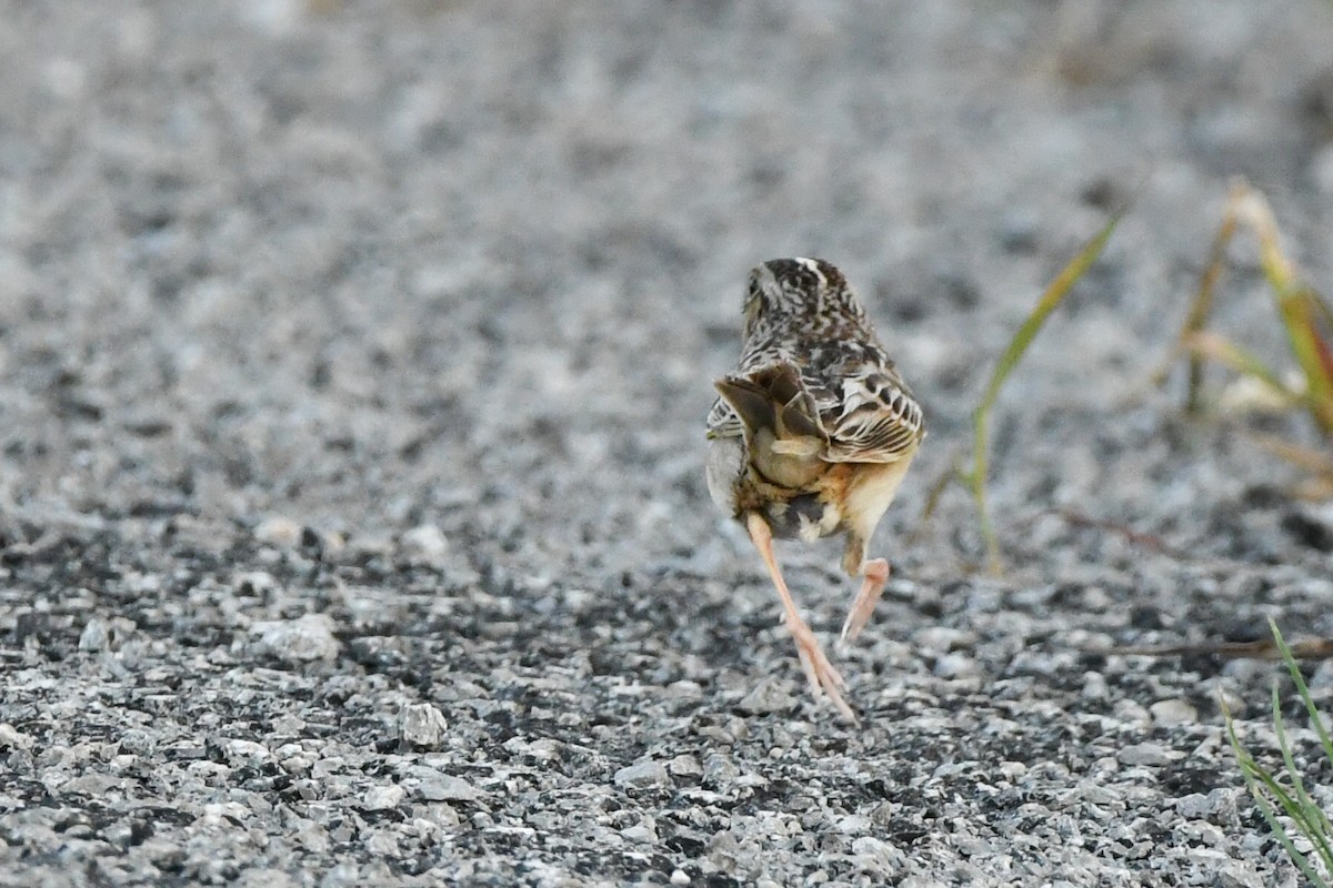 Grasshopper Sparrow - ML346604211