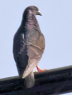 Rock Pigeon (Feral Pigeon) - George Nothhelfer