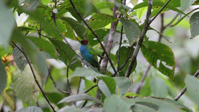 Bay-headed Tanager (Bay-and-blue) - ML346607401