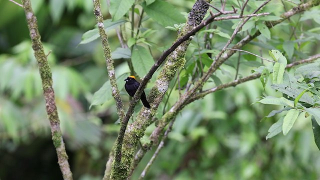 Tawny-crested Tanager - ML346607631