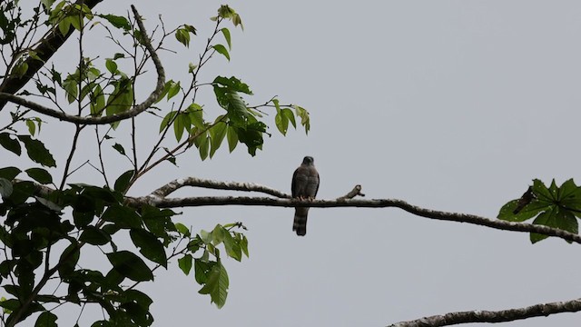 Double-toothed Kite - ML346608881