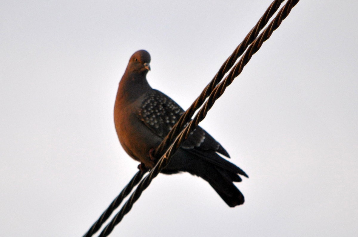 Spot-winged Pigeon - Diego perez
