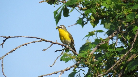 Yellow-breasted Chat - ML346612081