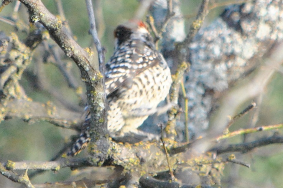 Checkered Woodpecker - Diego perez