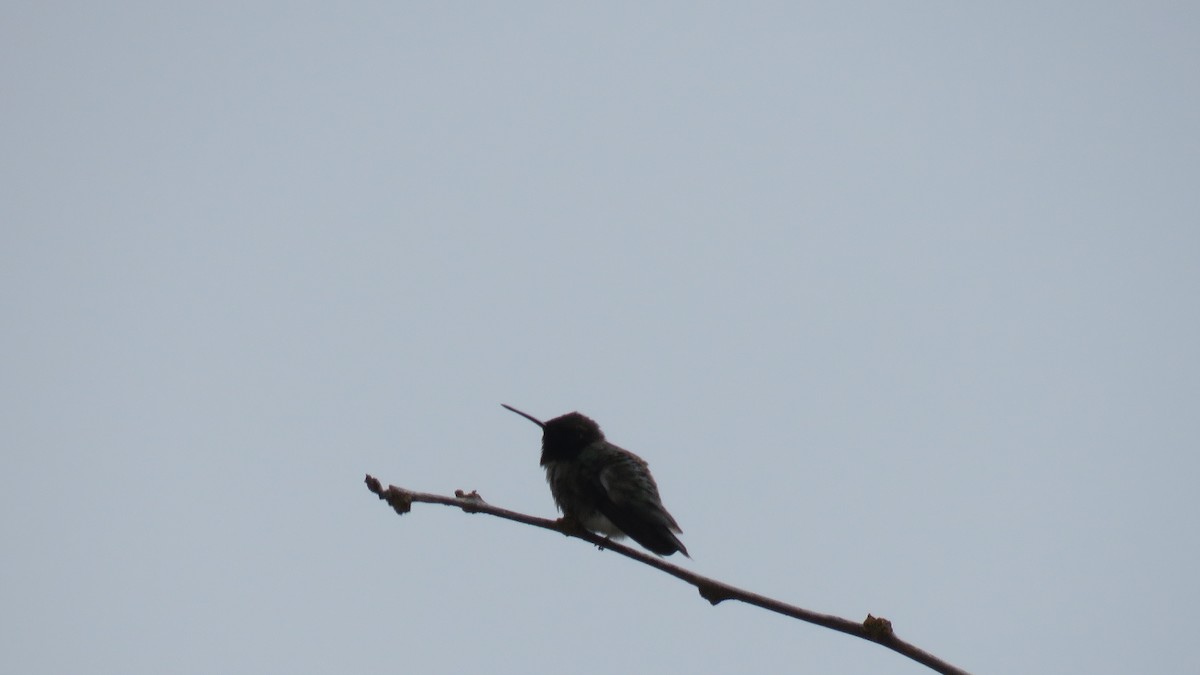 Black-chinned Hummingbird - Curtis Mahon