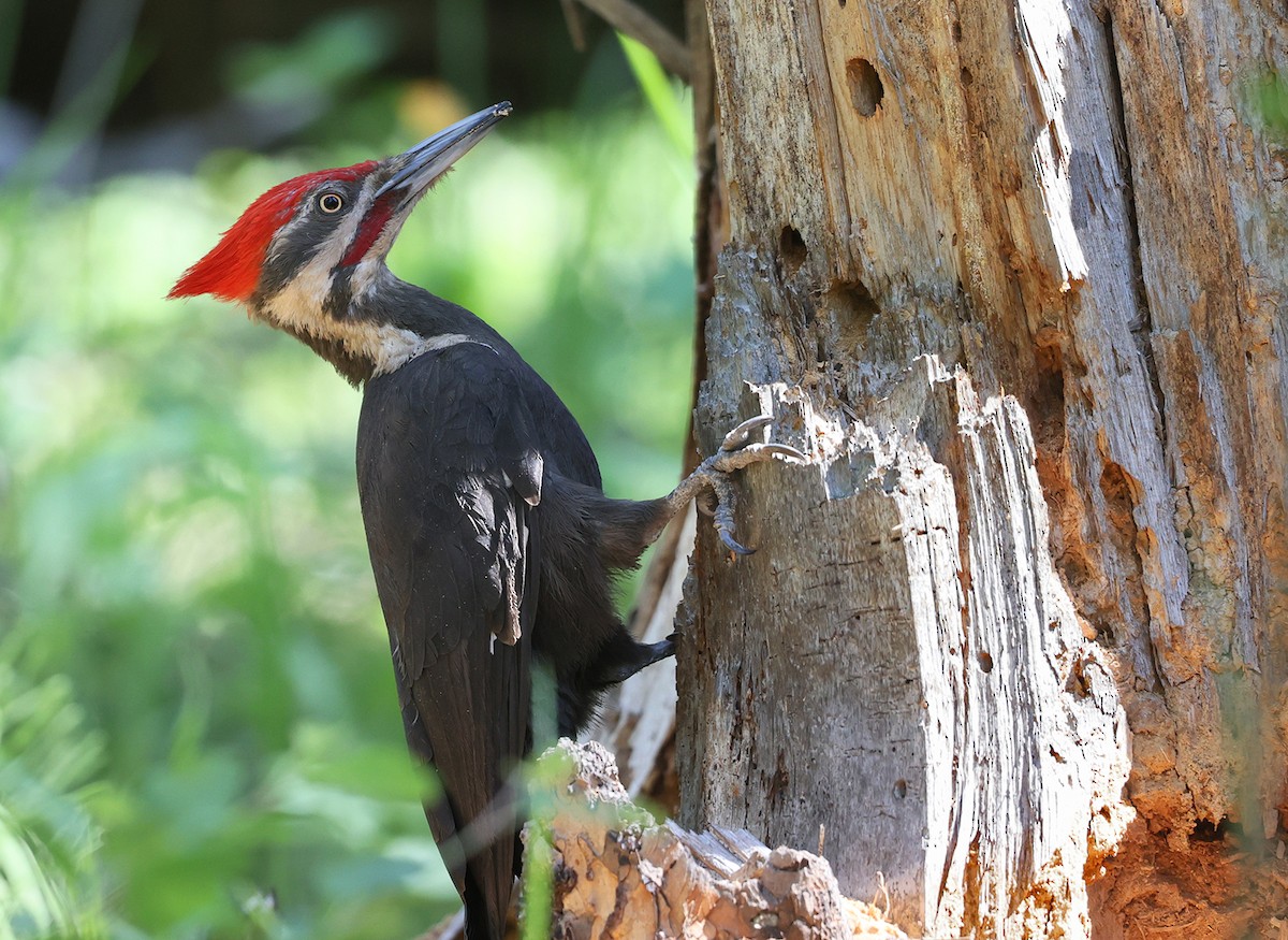 Pileated Woodpecker - Jim DeWitt
