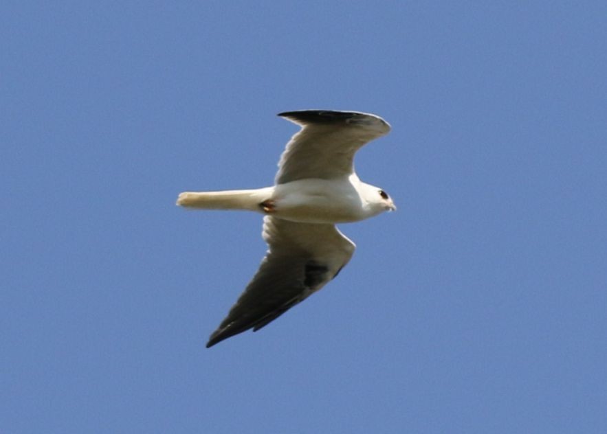 White-tailed Kite - ML34661921
