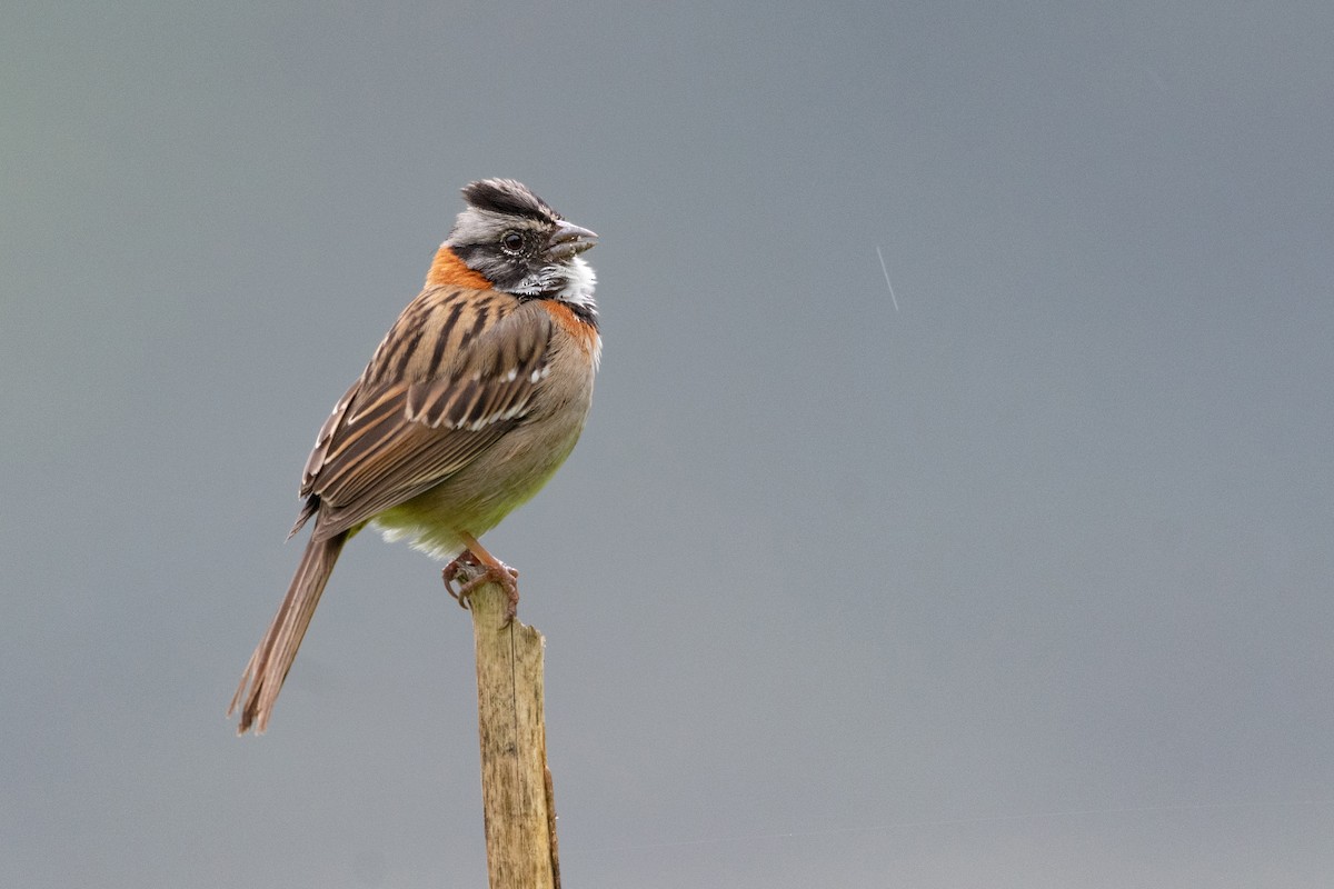 Rufous-collared Sparrow - ML346619451