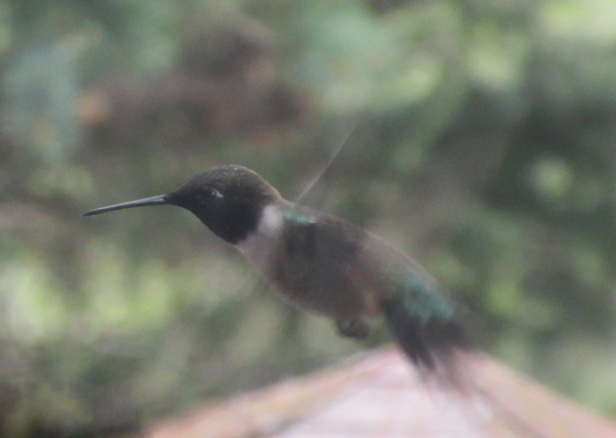 Black-chinned Hummingbird - ML346621541