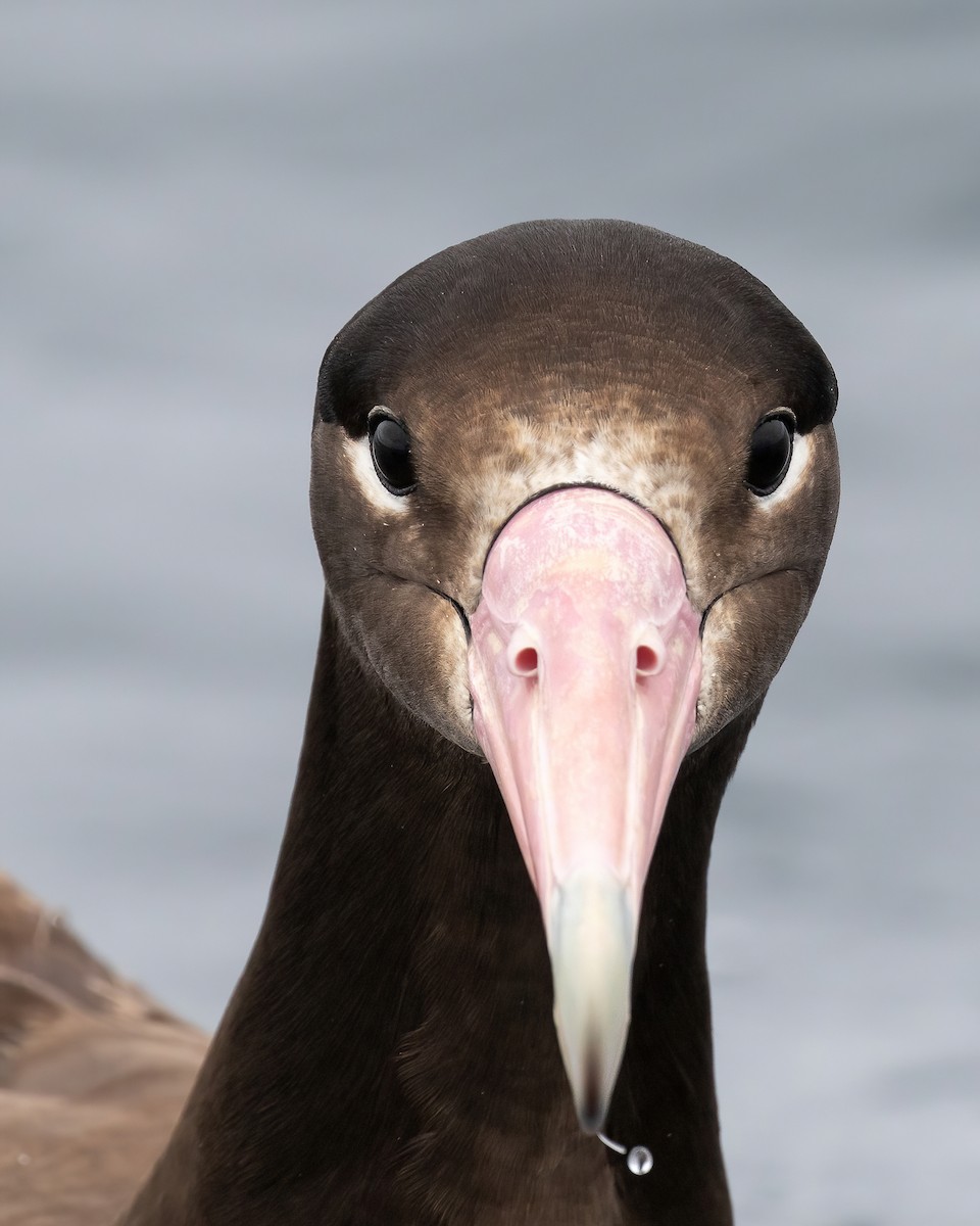 Short-tailed Albatross - Aaron Gomperts
