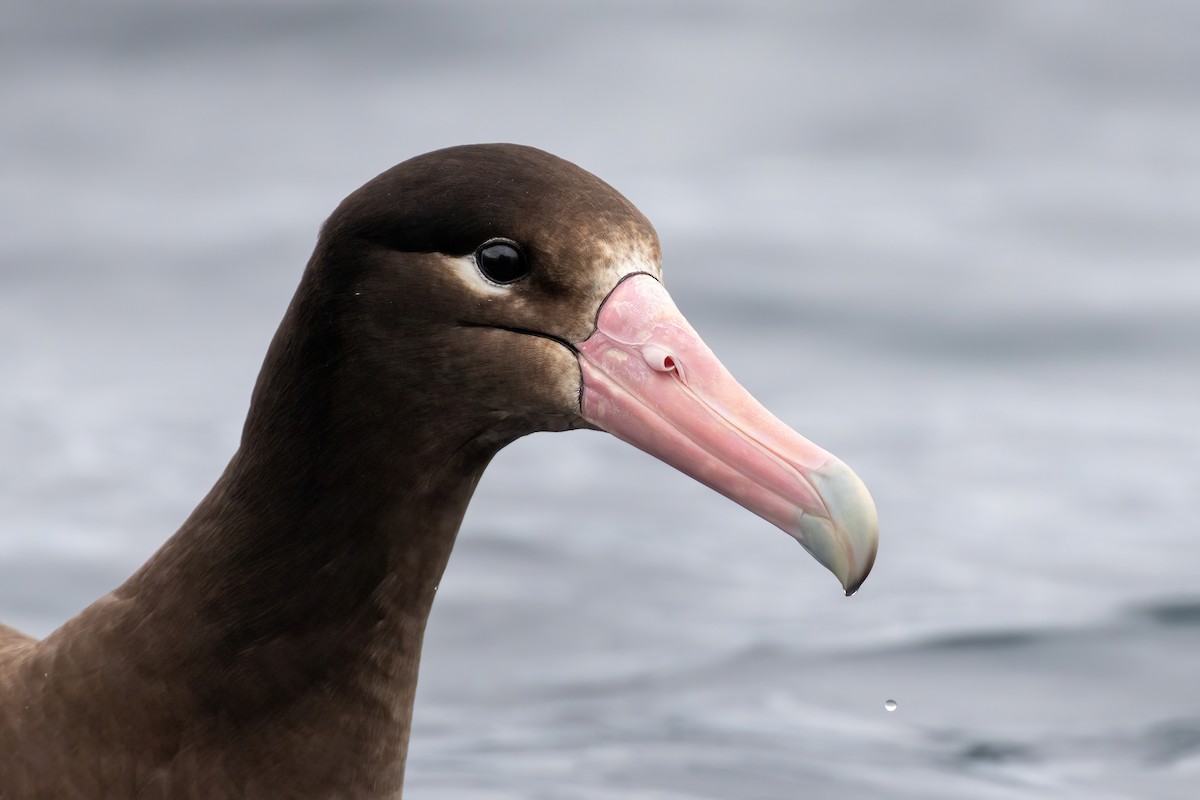 albatros bělohřbetý - ML346621981