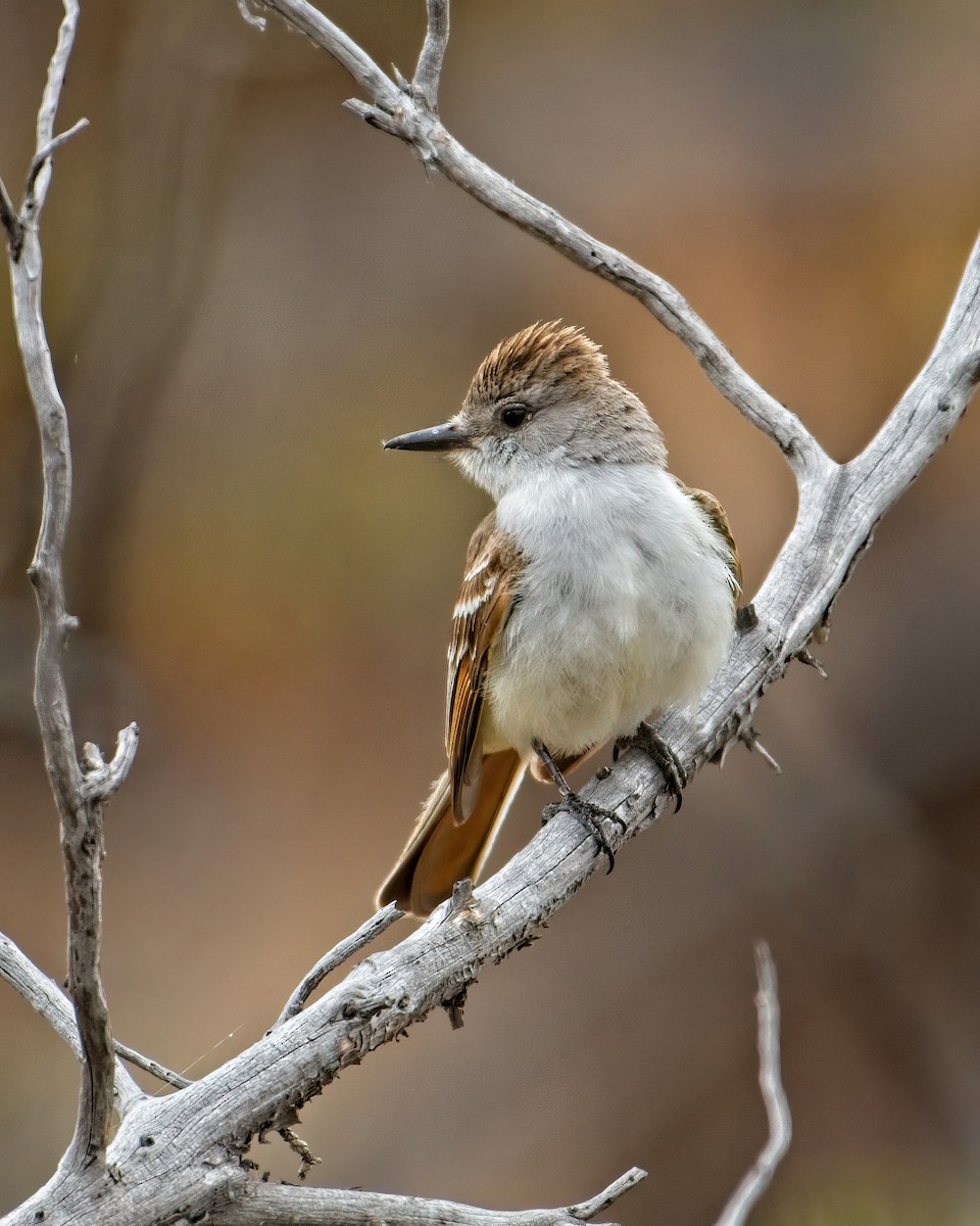 Ash-throated Flycatcher - James Moodie