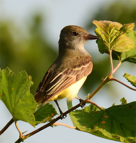 Great Crested Flycatcher - ML346624981