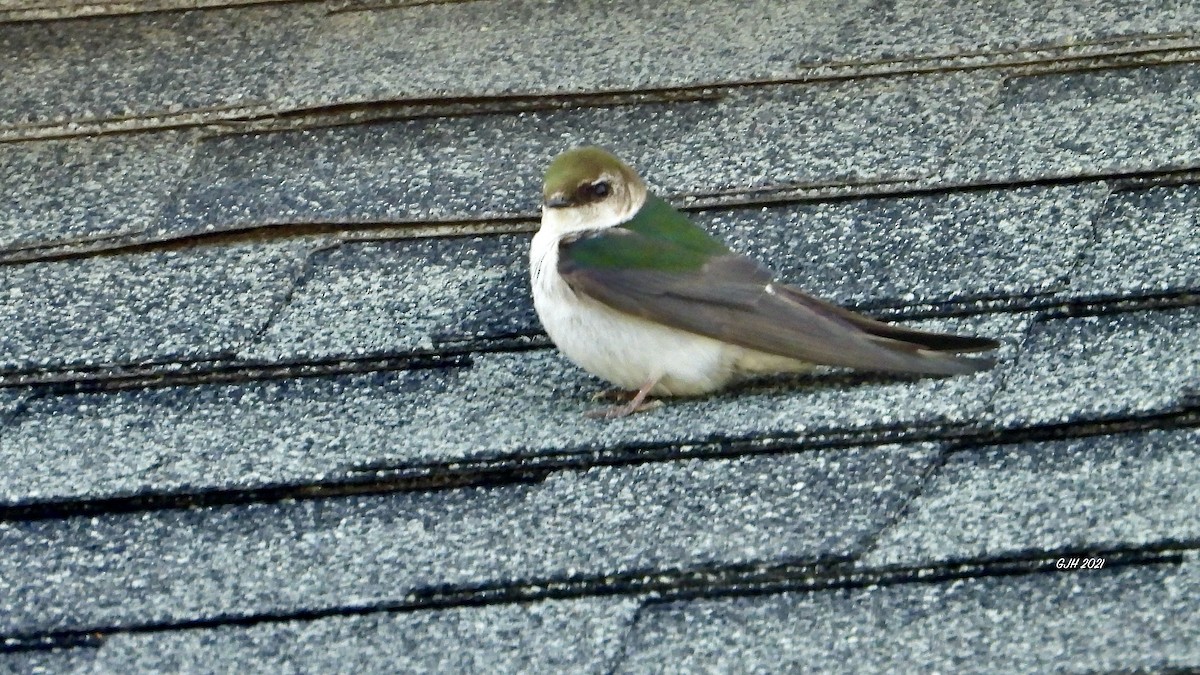Violet-green Swallow - ML346627721