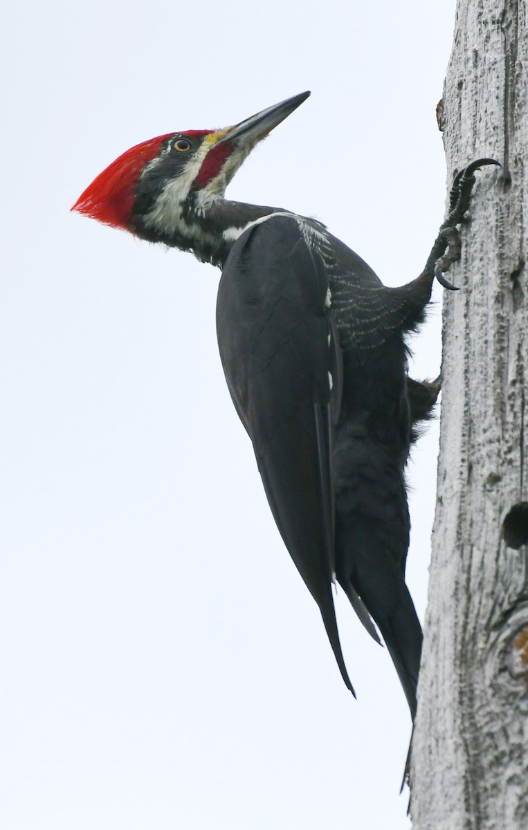Pileated Woodpecker - Annie Lavoie