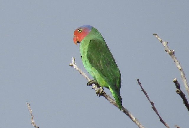 Red hot sale cheeked parakeet