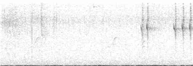 White-eared Hummingbird - ML346637641