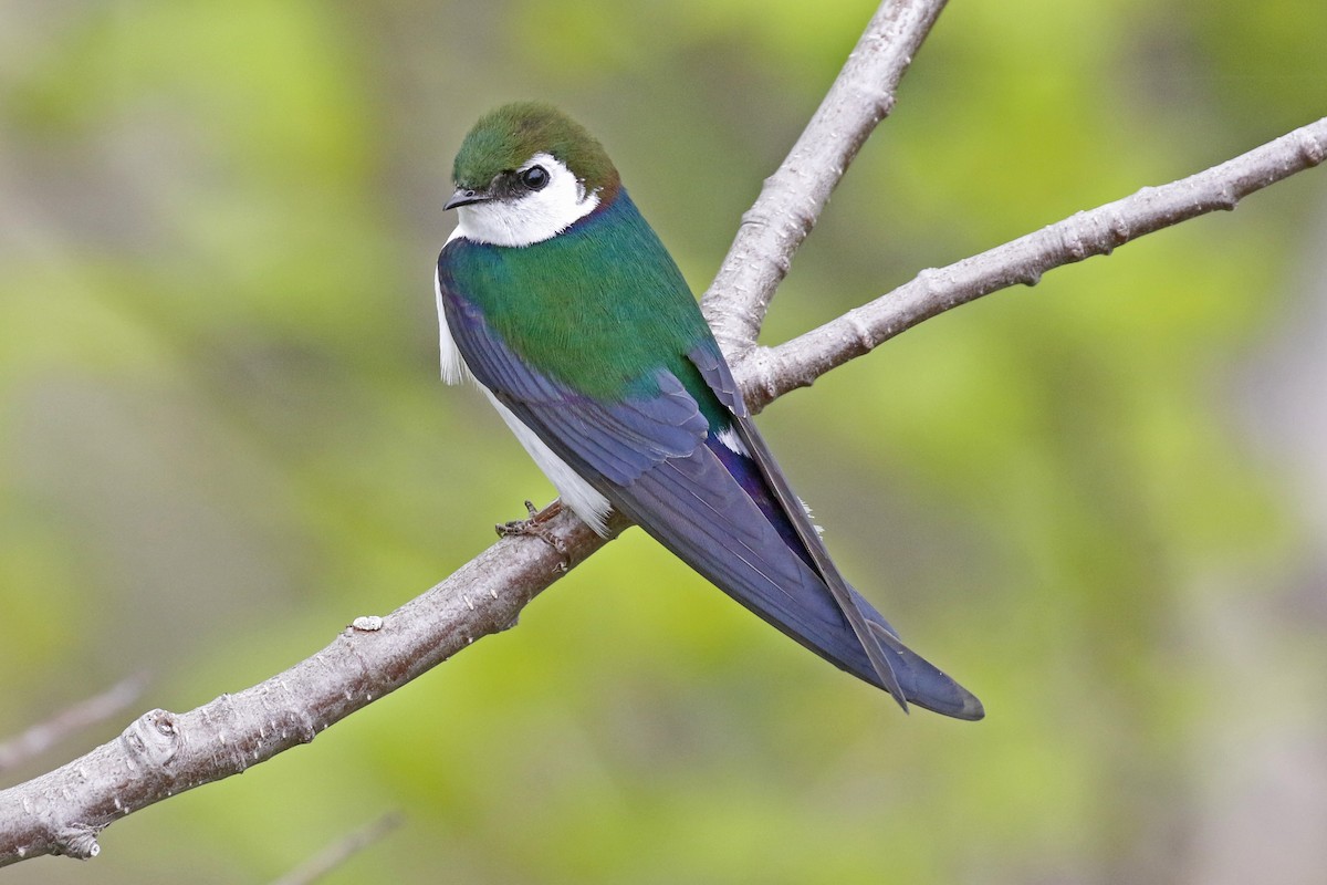 Violet-green Swallow - David McQuade