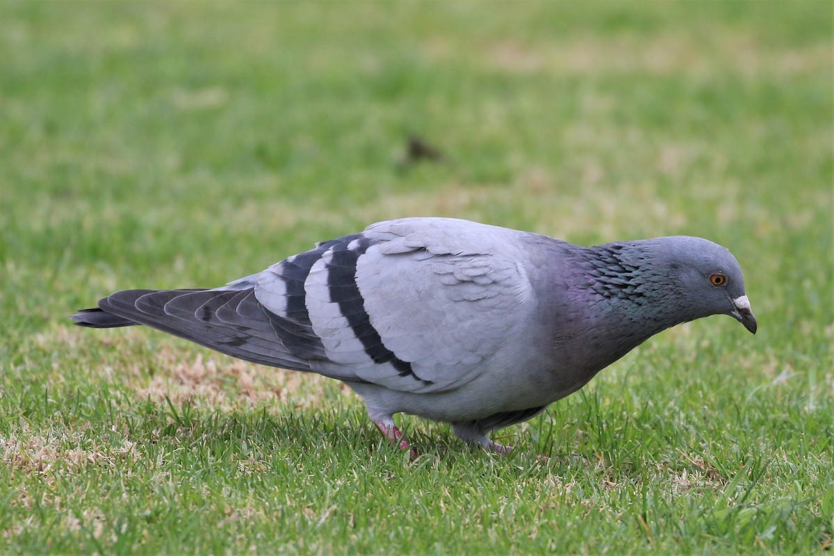 Rock Pigeon (Feral Pigeon) - ML346638281